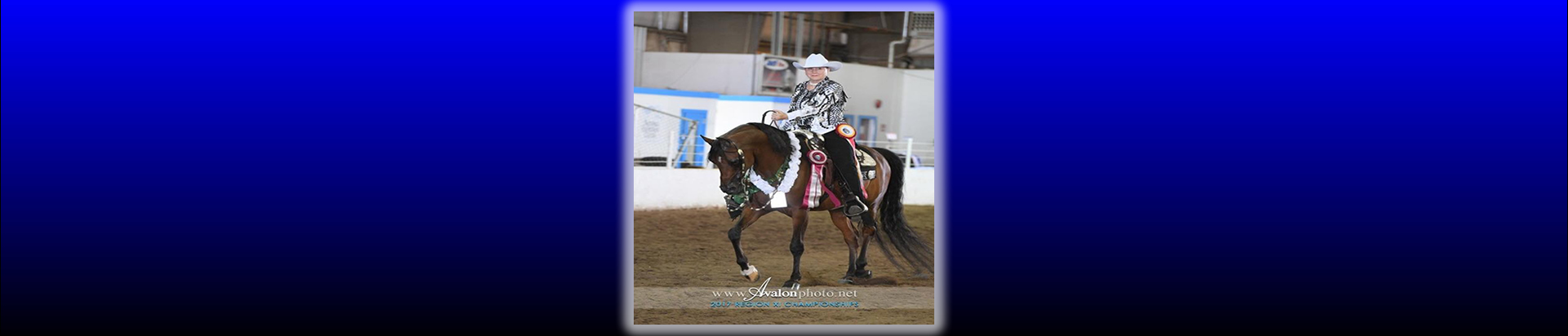 arabian horse
