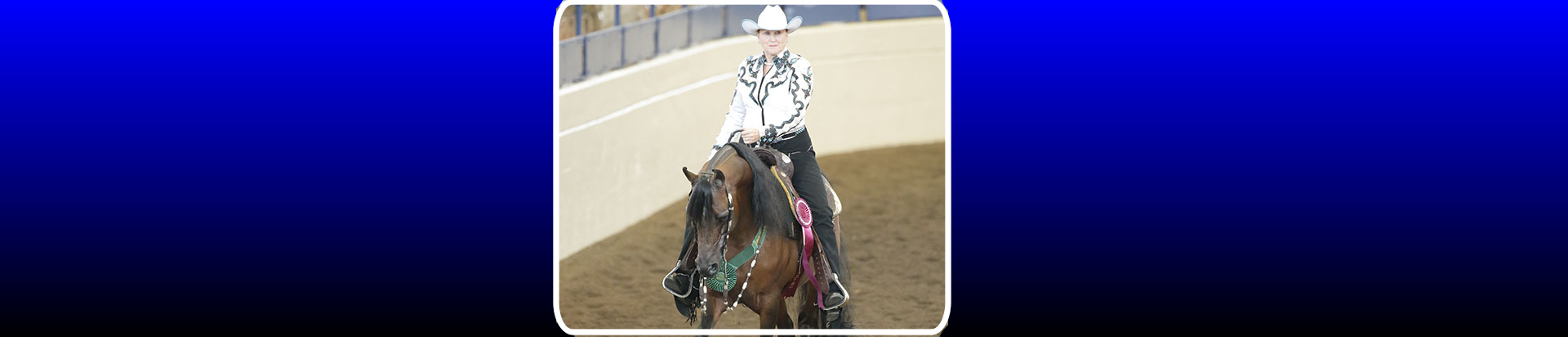 arabian horse