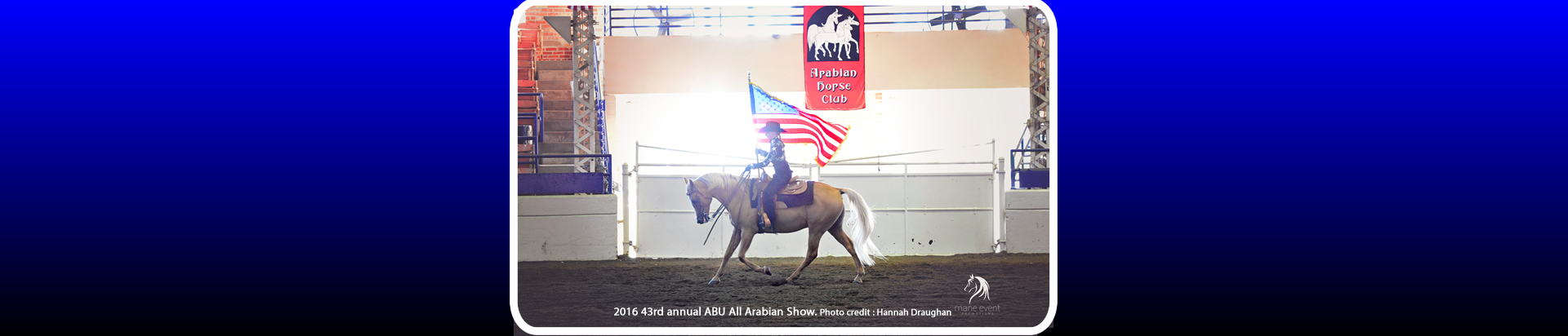arabian horse