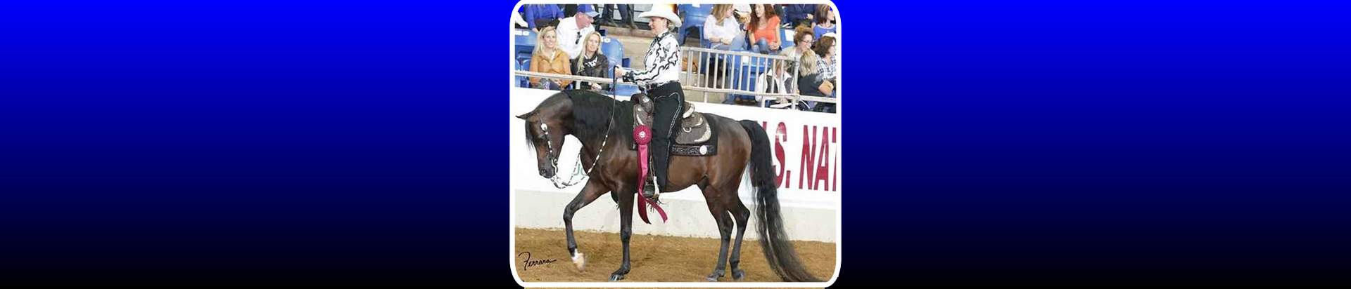 arabian horse