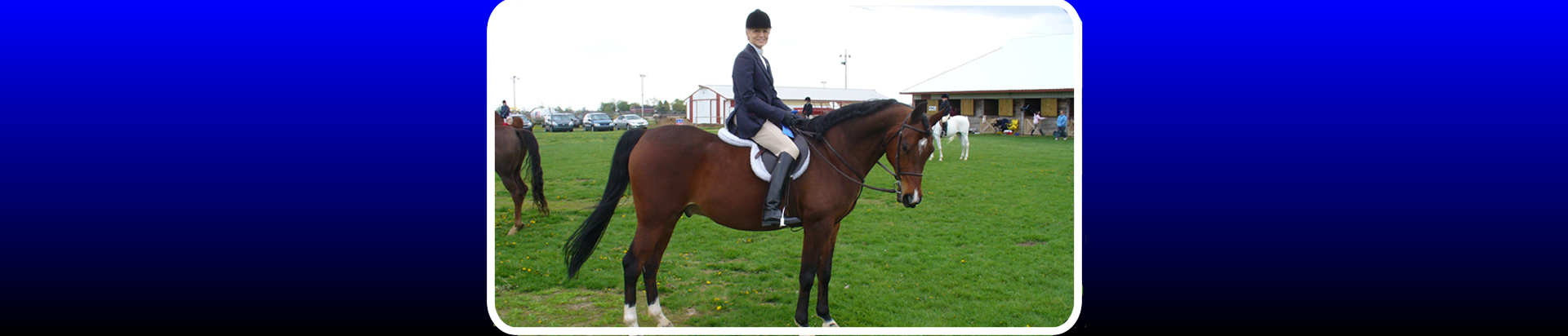arabian horse