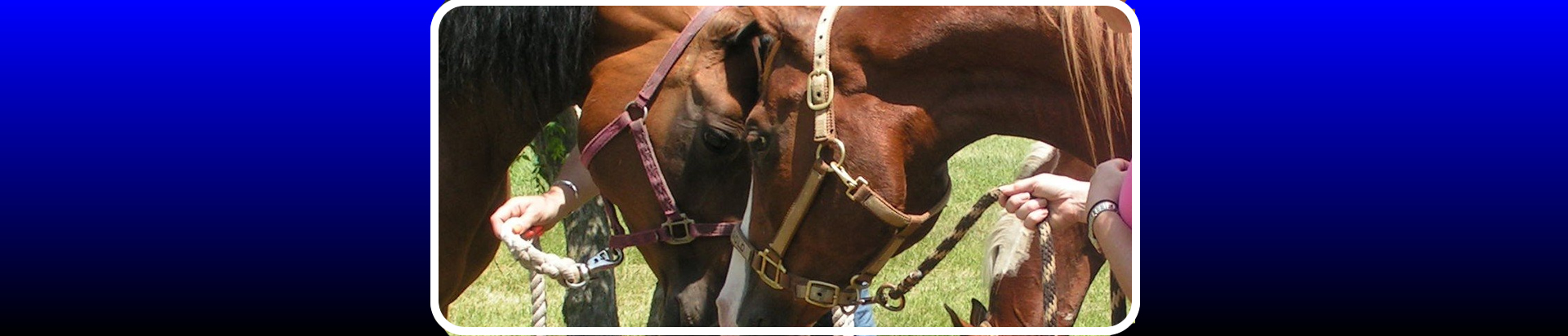 arabian horse