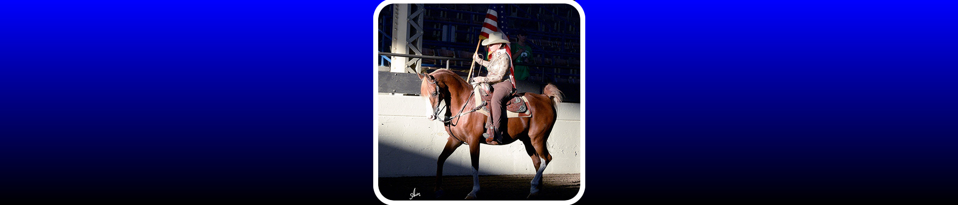 arabian horse
