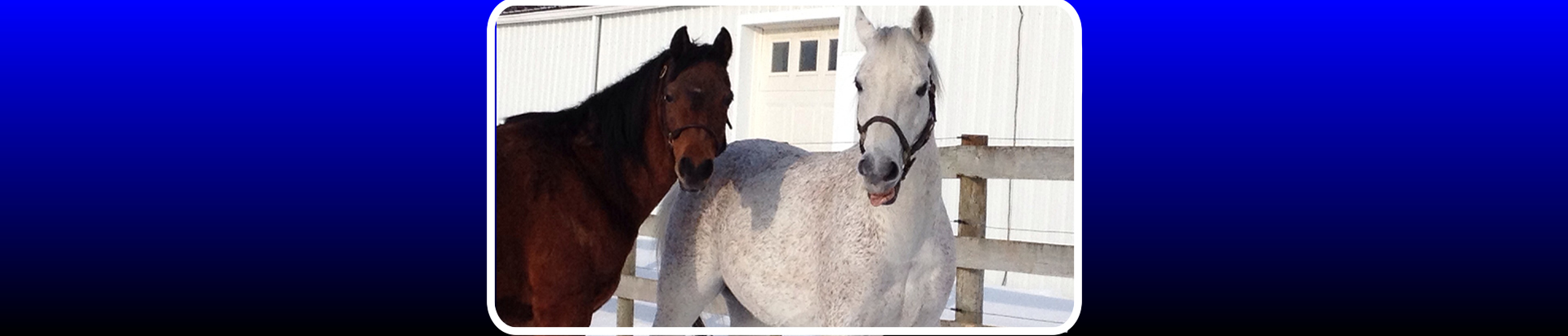 arabian horse